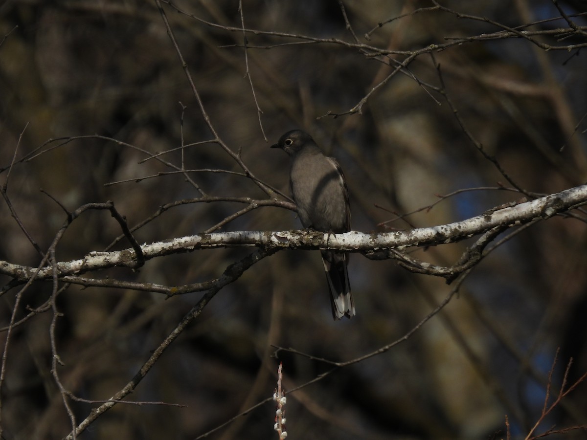 Townsend's Solitaire - ML547770391
