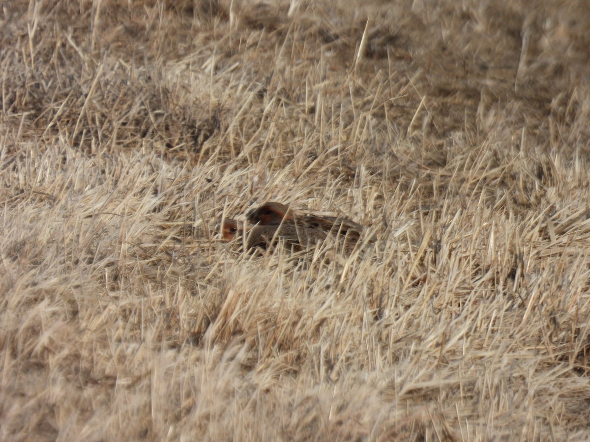 Gray Partridge - ML547770631