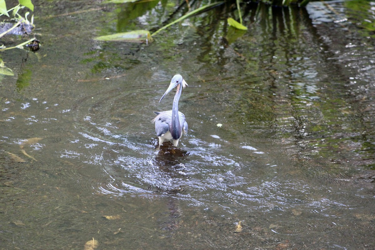 Tricolored Heron - ML547770761