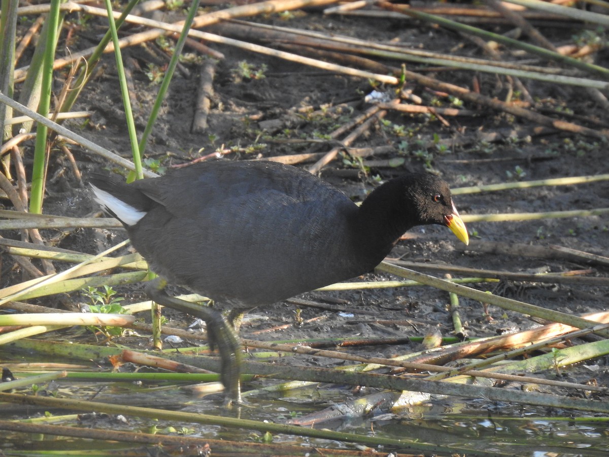 Red-gartered Coot - ML547771381