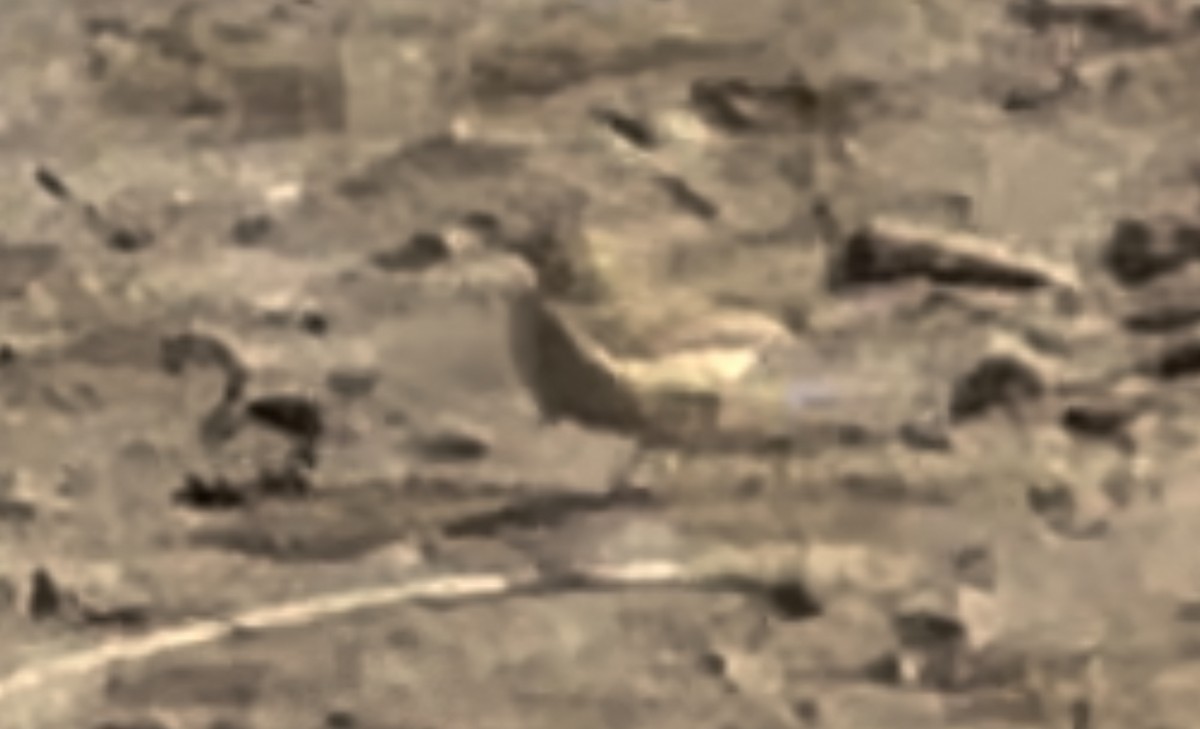 American Pipit - ML547772721