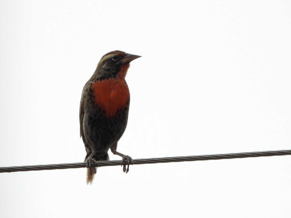 Peruvian Meadowlark - ML547772731