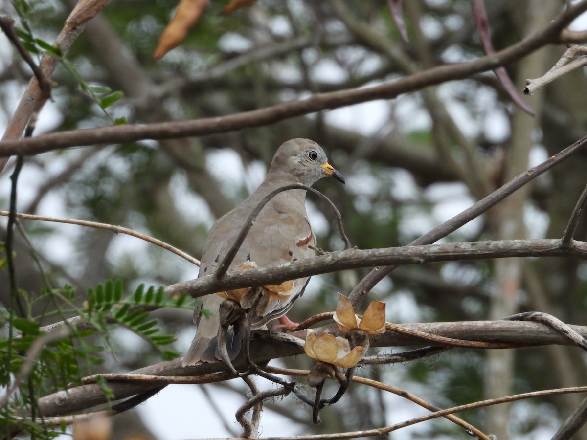 Croaking Ground Dove - ML547773141