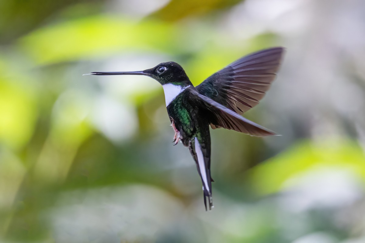 Collared Inca (Collared) - Sandy & Bob Sipe