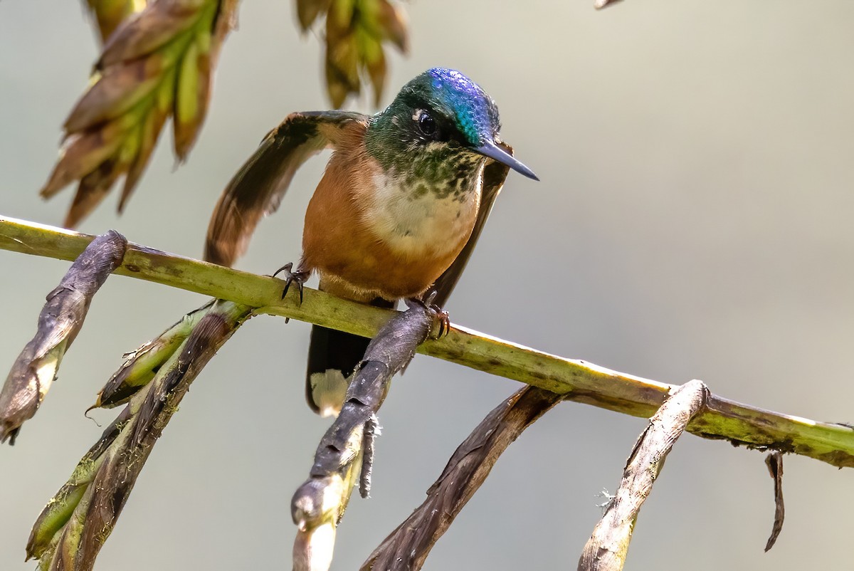 Violet-tailed Sylph - Sandy & Bob Sipe