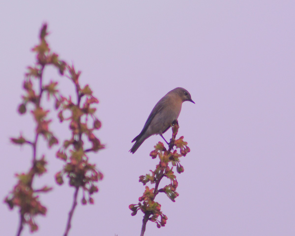 Mountain Bluebird - ML54777431