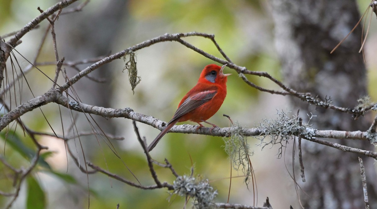 Red Warbler (Gray-cheeked) - Sharon Lynn