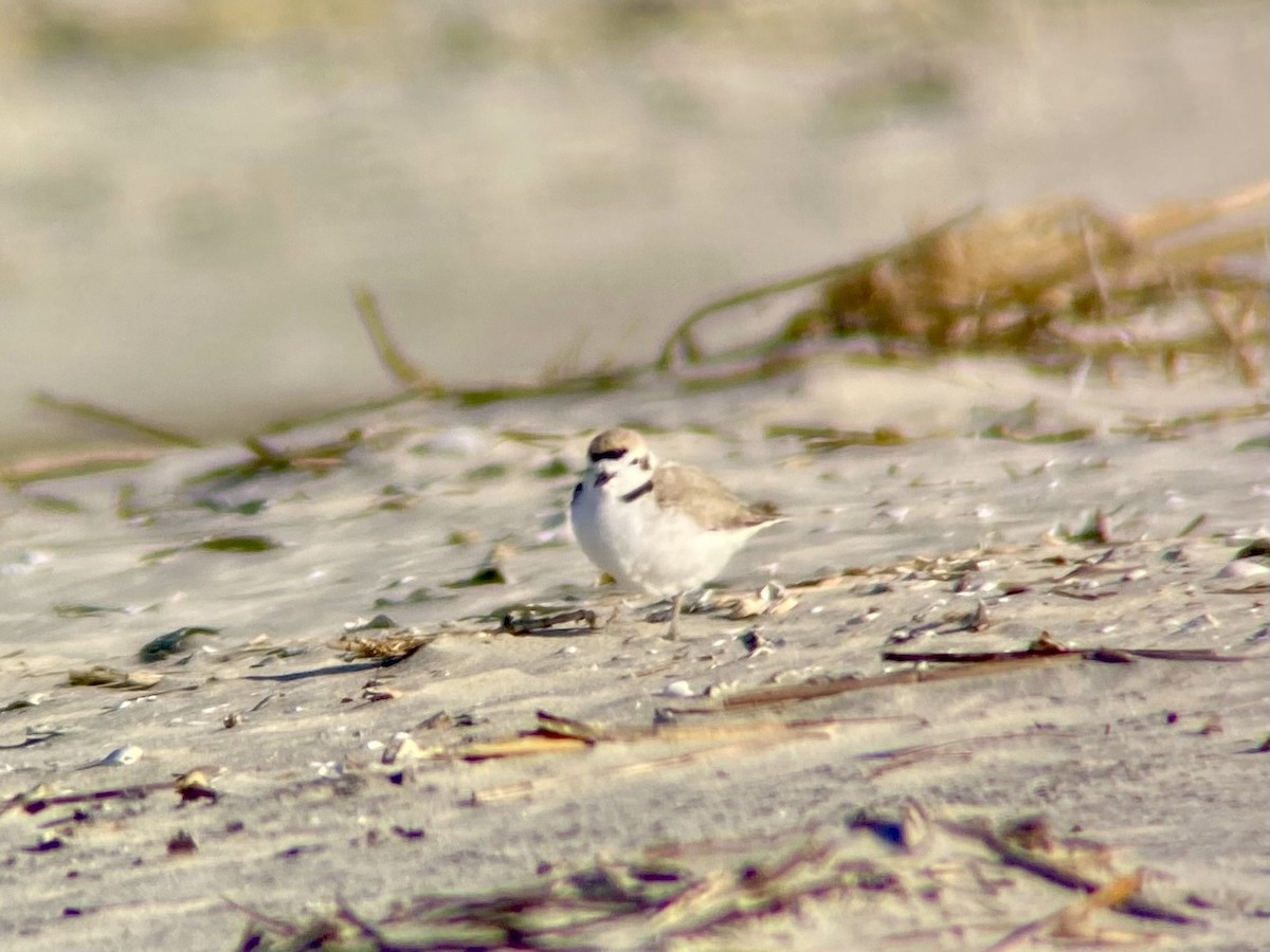 Snowy Plover - ML547776981