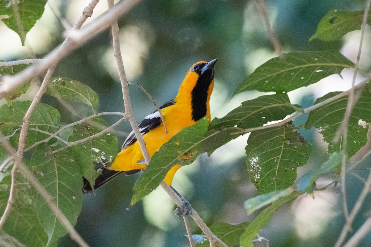 Streak-backed Oriole (Streak-backed) - ML547777621