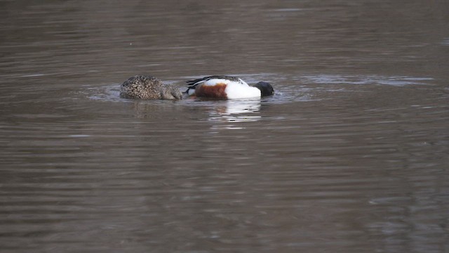 Northern Shoveler - ML547779681