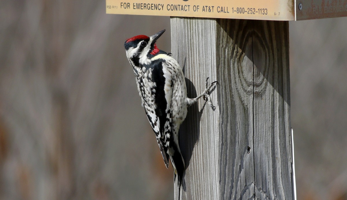 Yellow-bellied Sapsucker - ML54778171