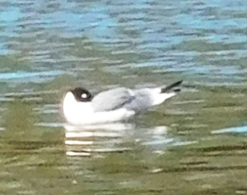 Franklin's Gull - Randy Winstead