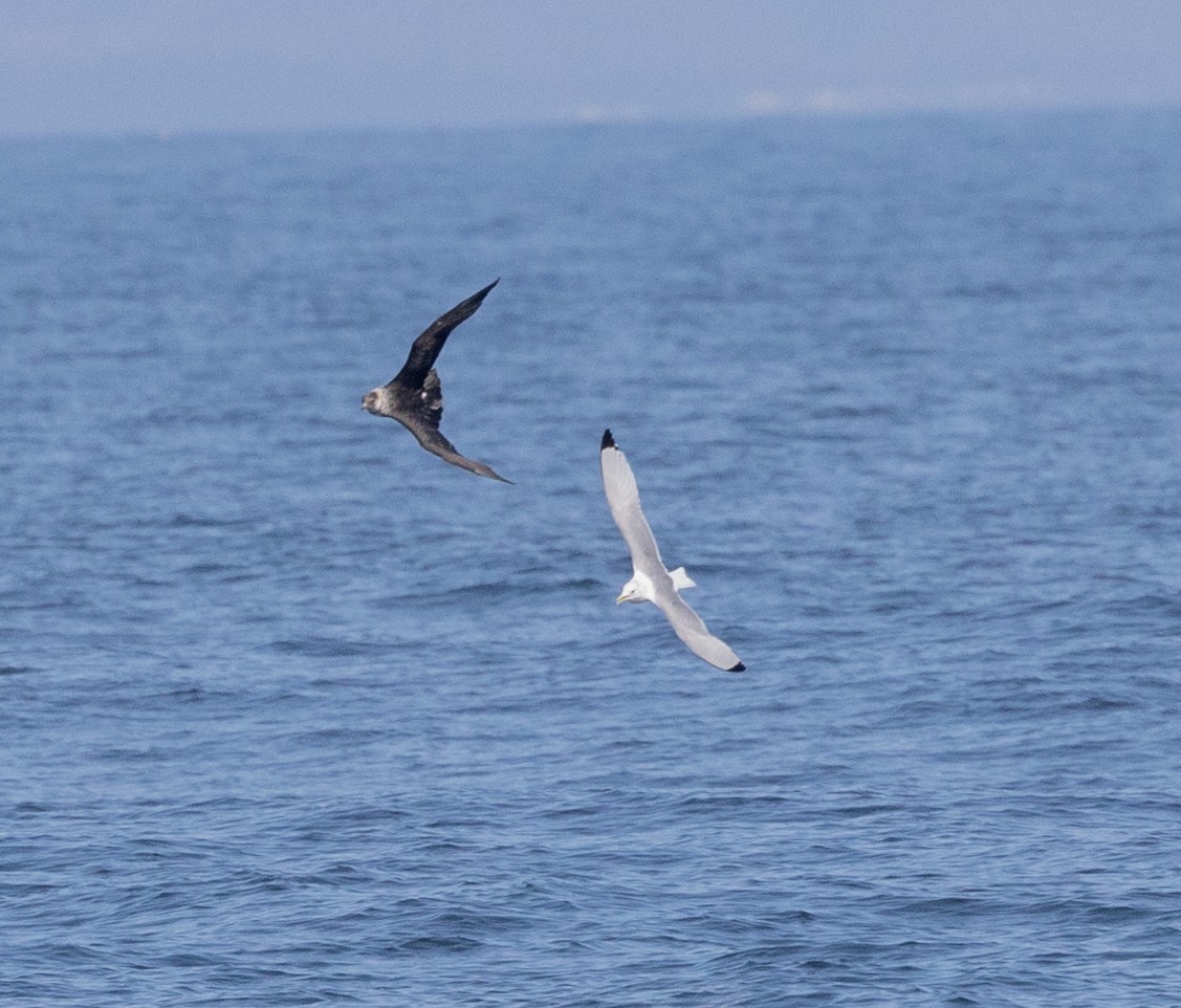 Black-legged Kittiwake - ML547783171