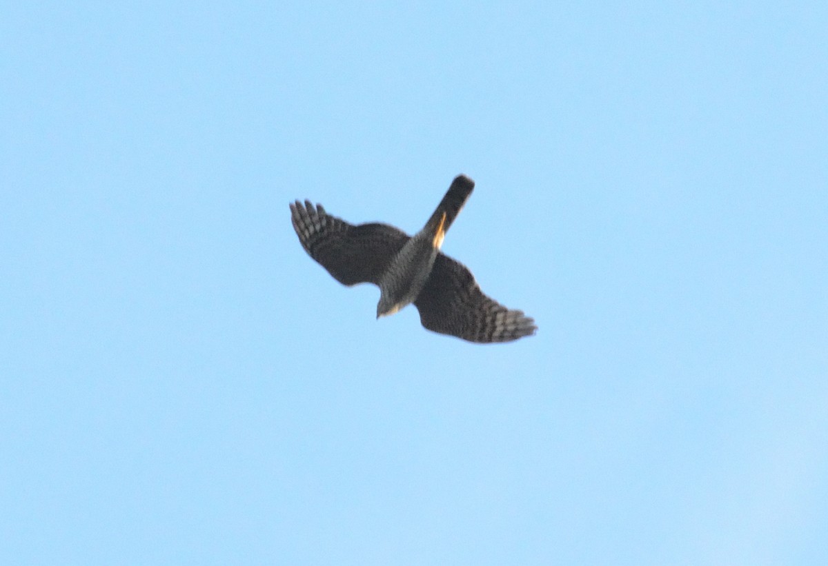Eurasian Sparrowhawk - ML547783401