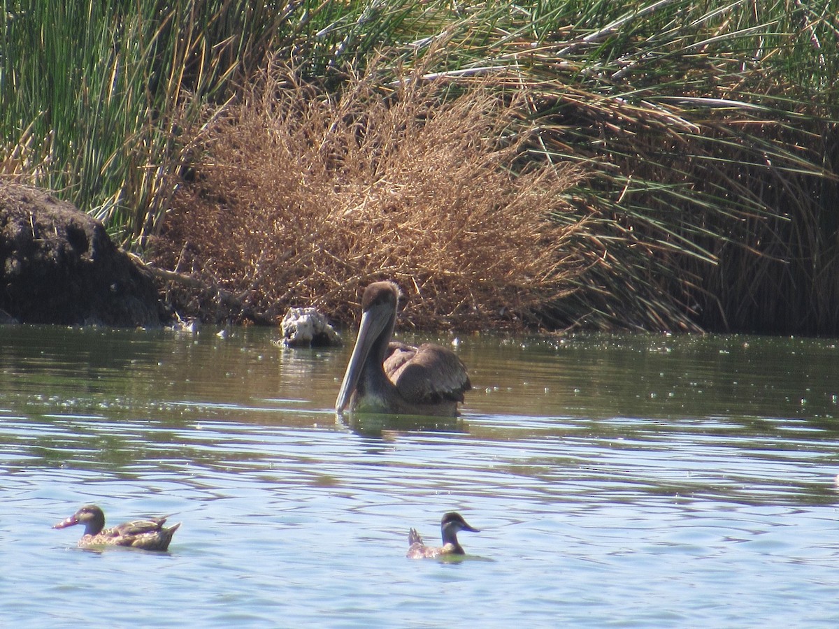 Brown Pelican - ML547783411