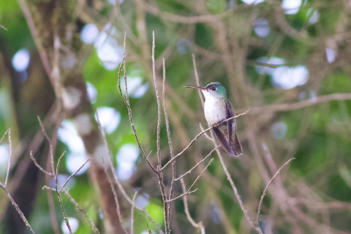 kolibřík azurovotemenný - ML547783481
