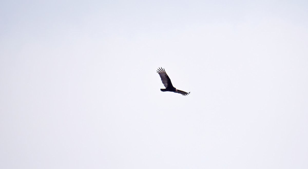 Turkey Vulture - Robert Allie