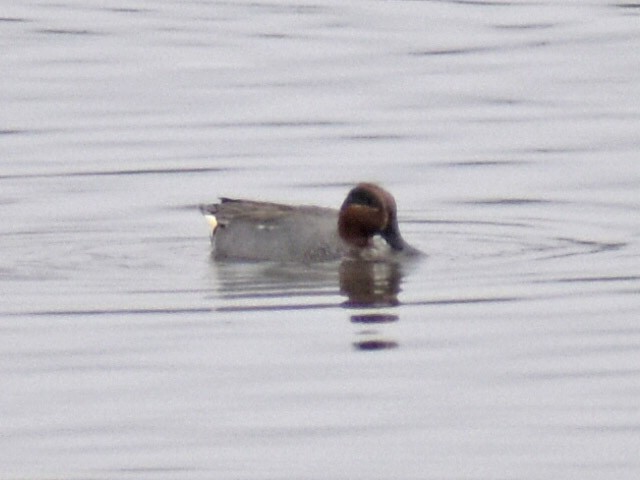 Green-winged Teal (Eurasian) - ML547783961