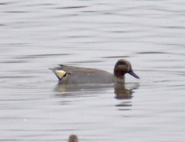 Green-winged Teal (Eurasian) - ML547783971