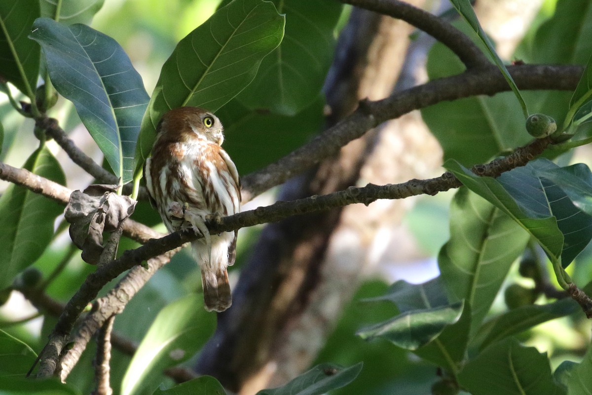 Ferruginous Pygmy-Owl - ML54778411