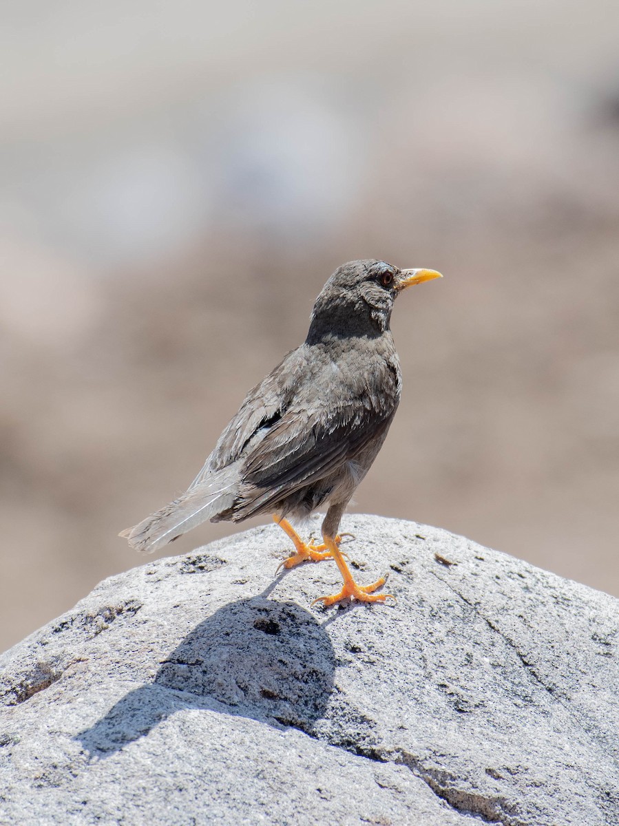 Chiguanco Thrush - ML547784601