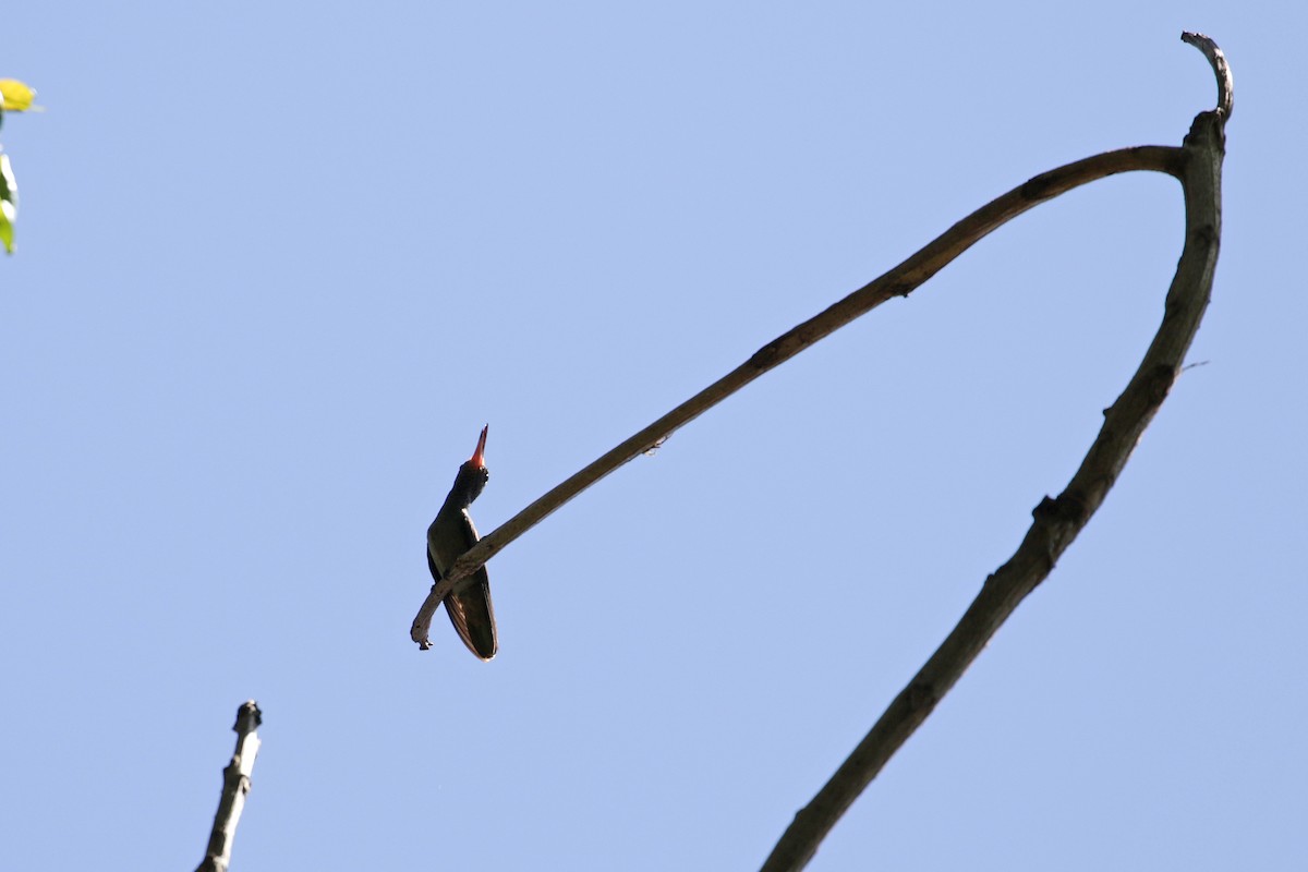 Blue-throated Goldentail - Cameron Eckert