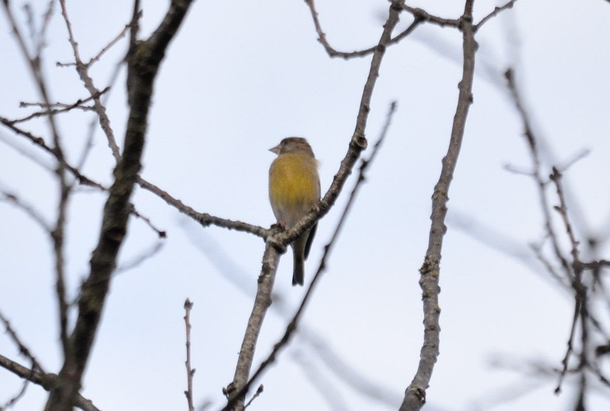 European Greenfinch - ML547786201