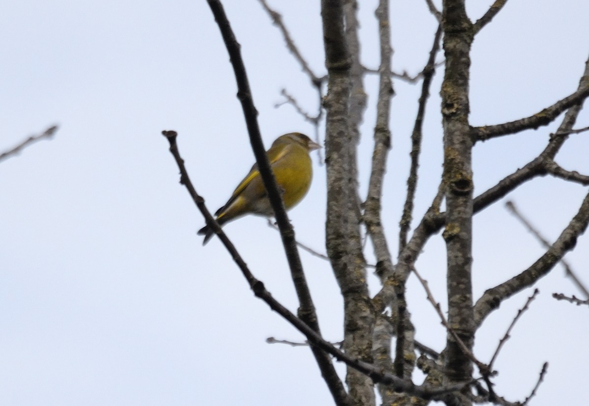 European Greenfinch - ML547786211
