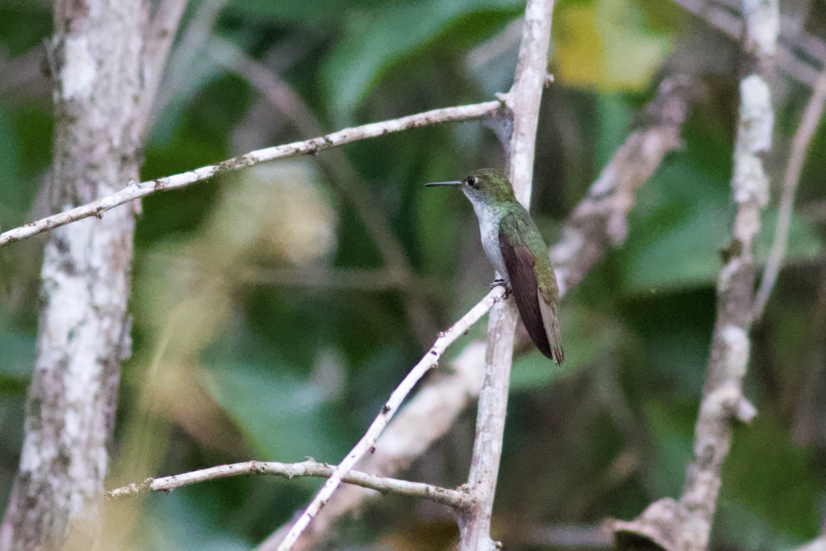 White-bellied Emerald - ML547786351