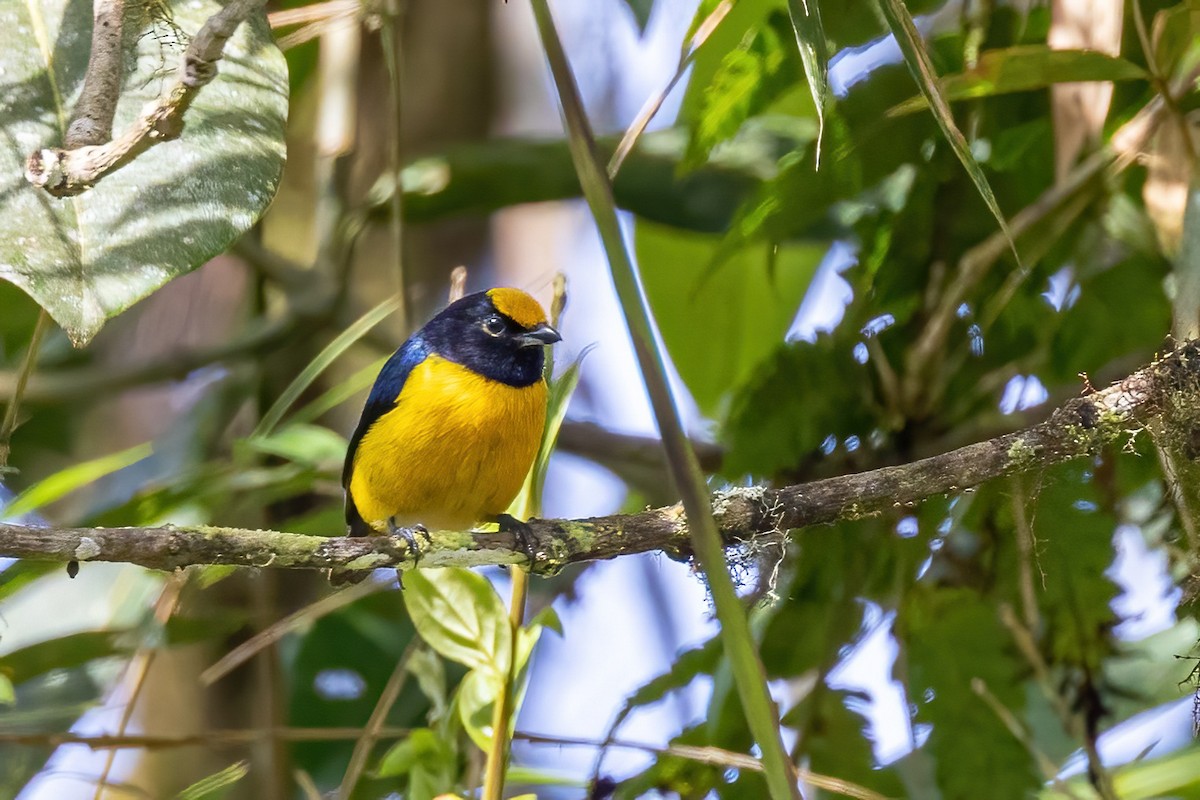 Orange-bellied Euphonia - ML547786521