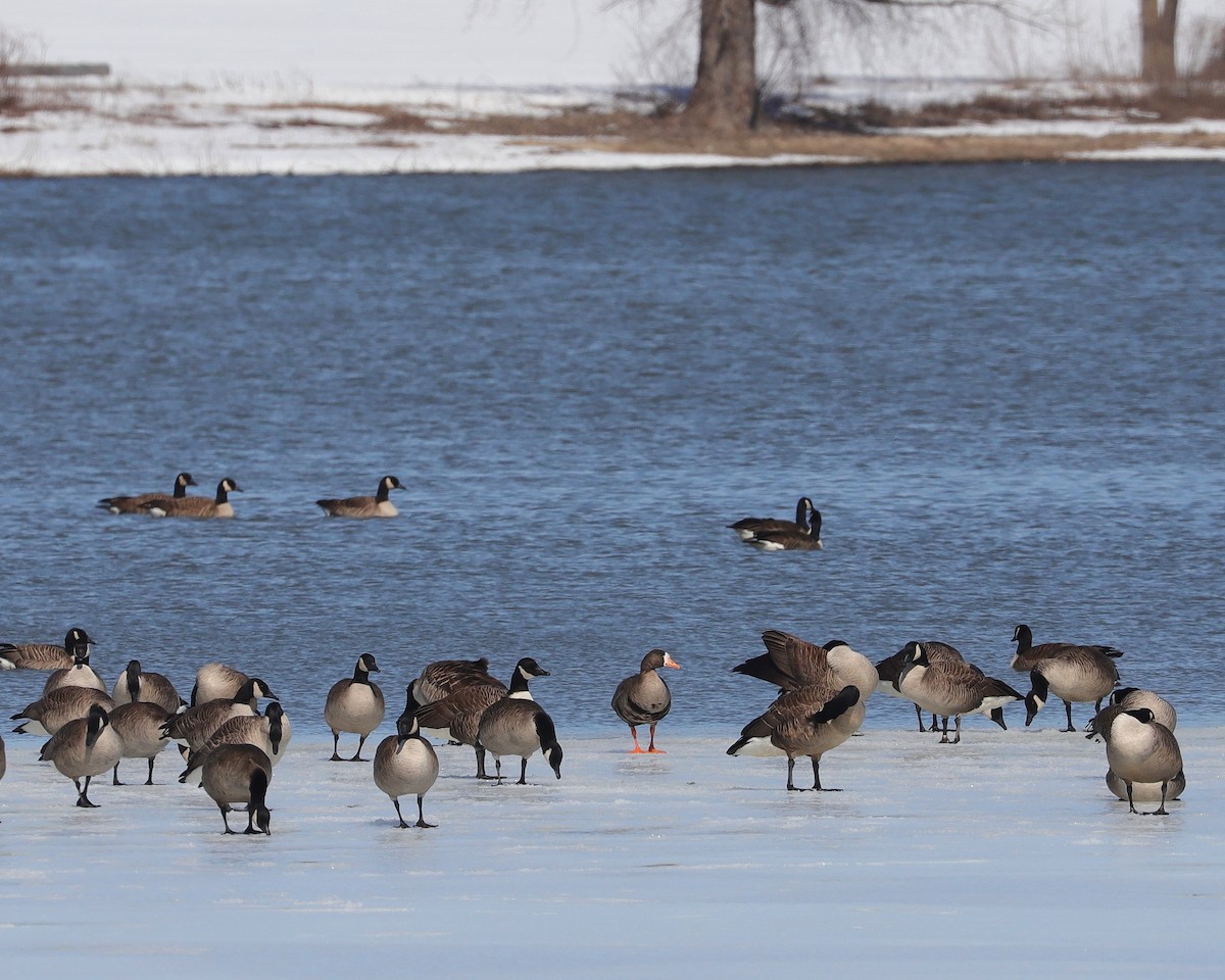 Greater White-fronted Goose - ML547786741