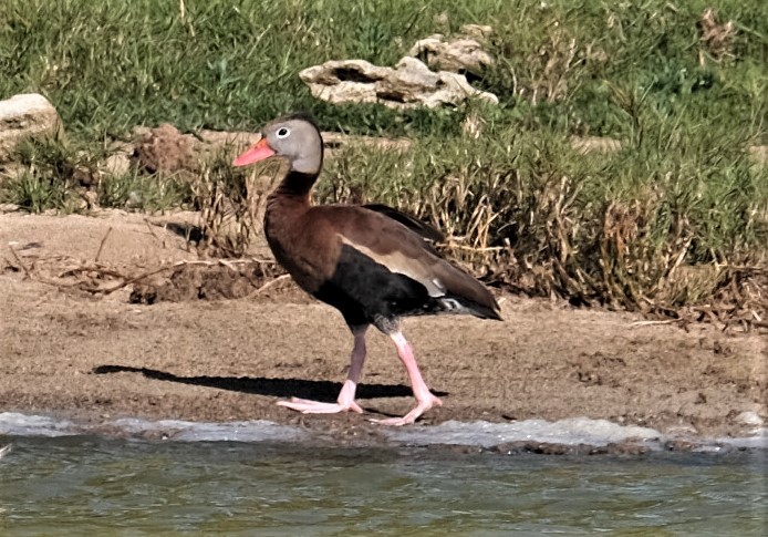 Black-bellied Whistling-Duck - ML547786881