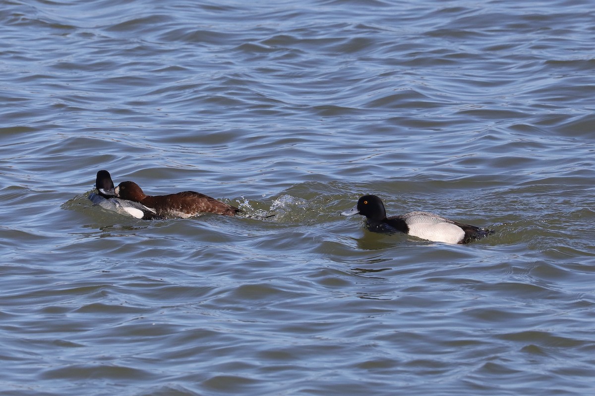 Greater Scaup - Joseph Poliquin