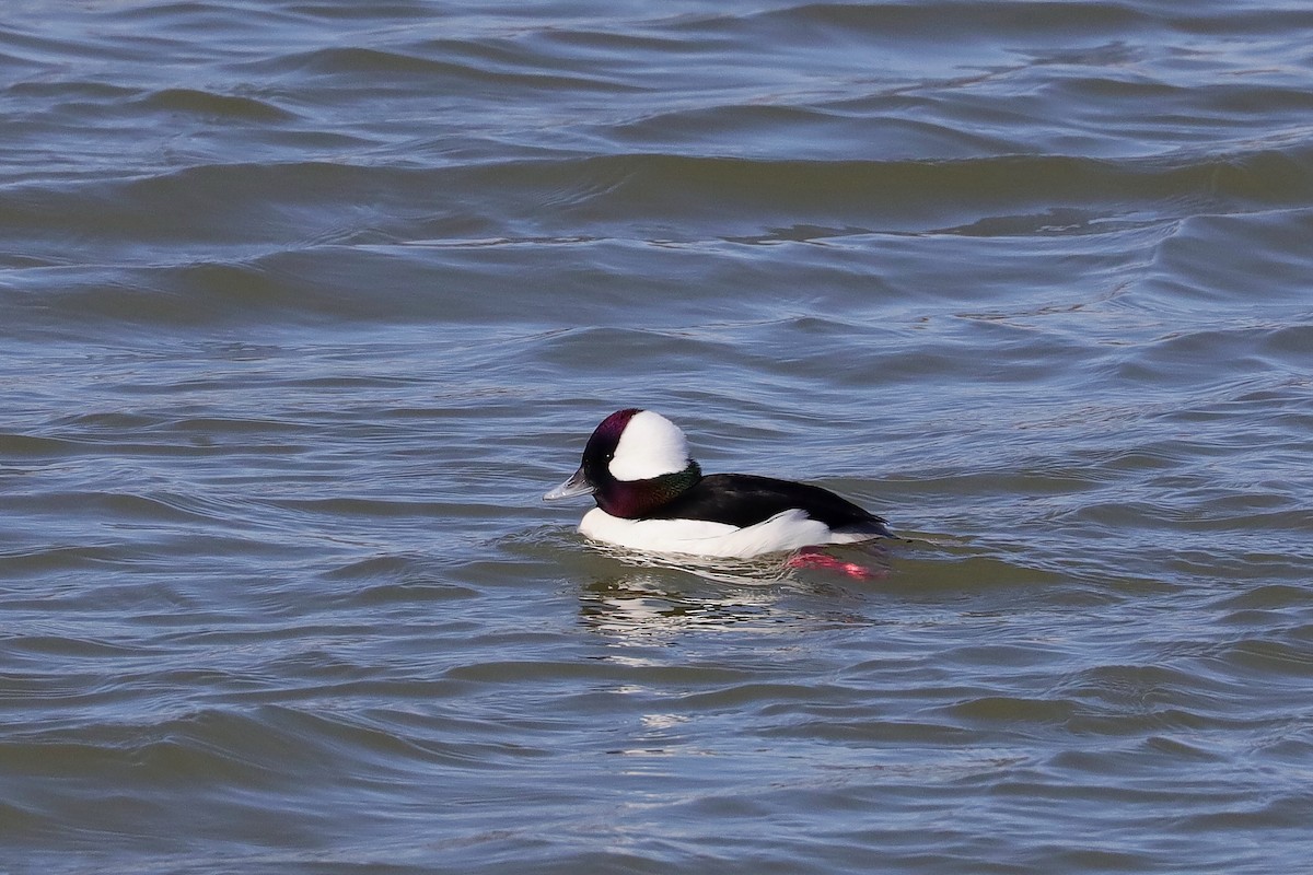 Bufflehead - Joseph Poliquin