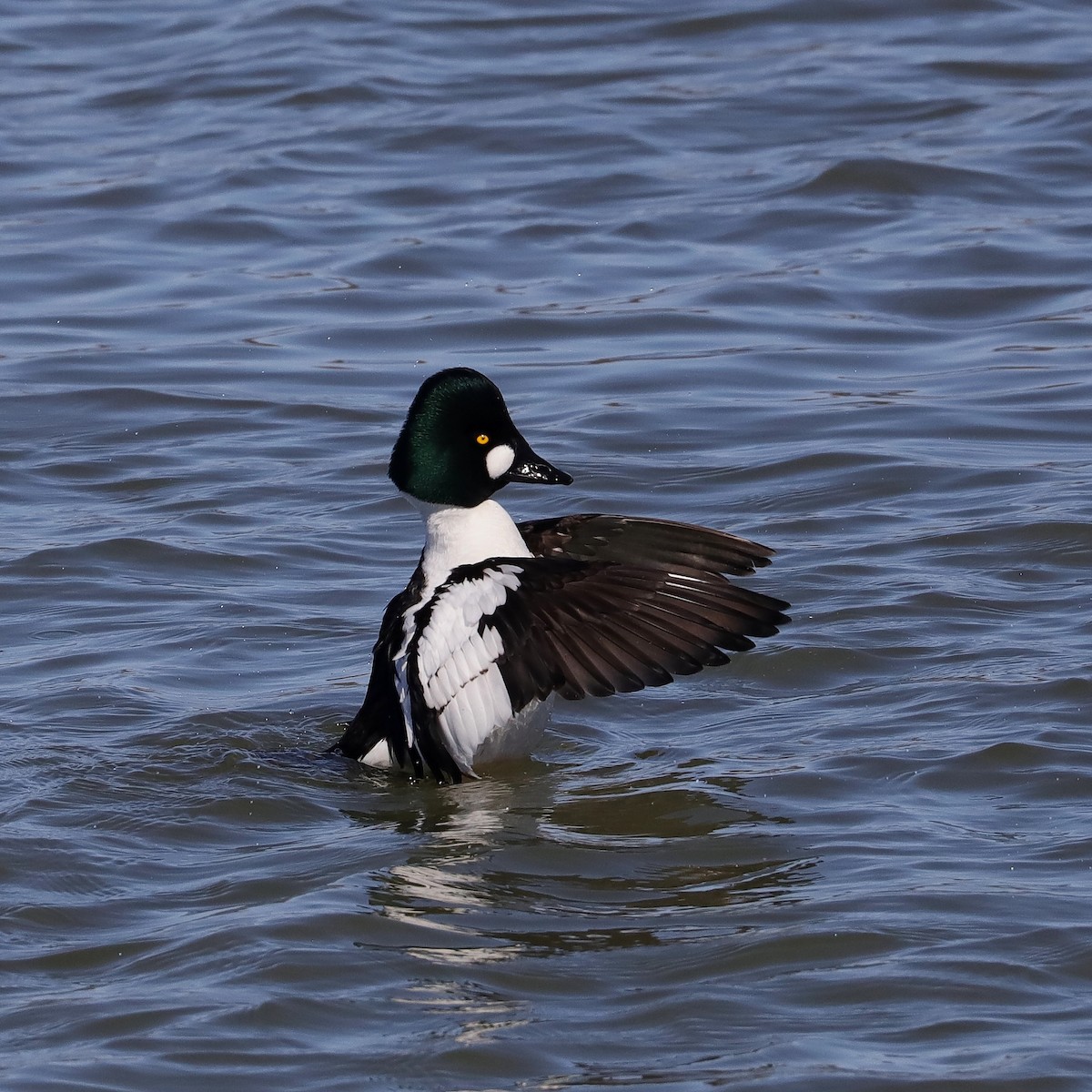 Common Goldeneye - ML547787281