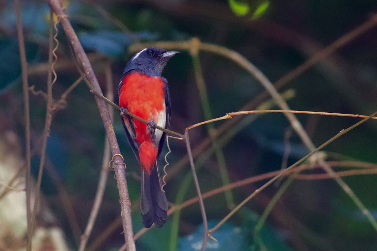 Gray-throated Chat - ML547787671