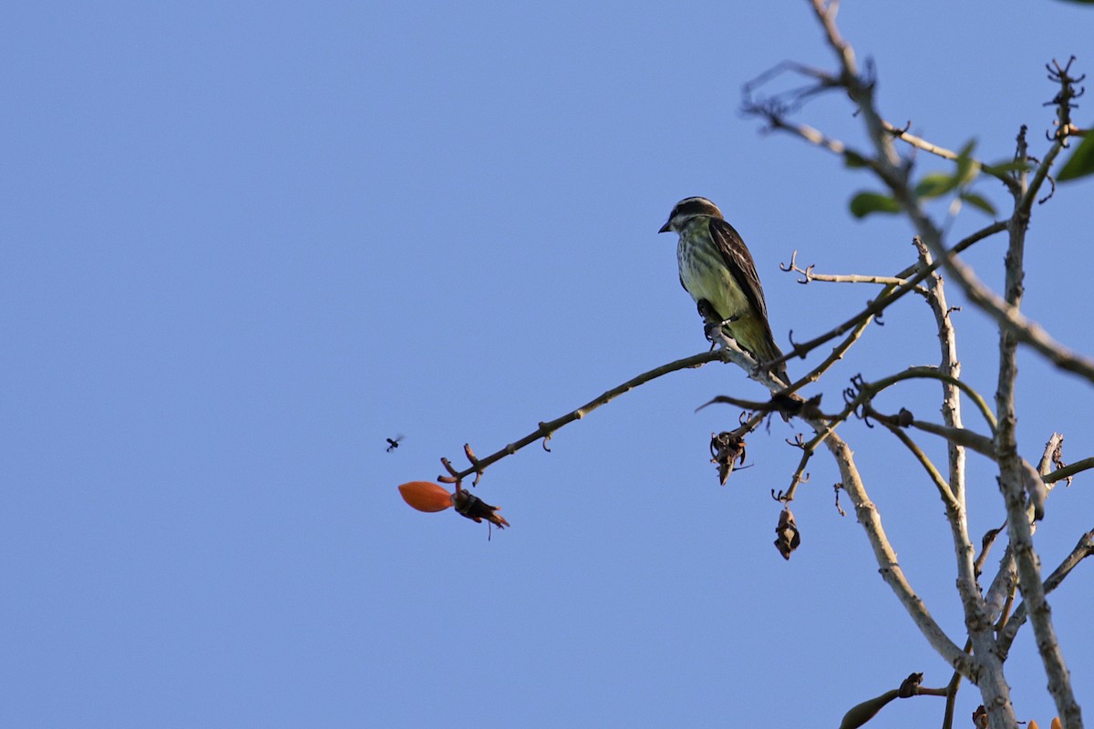 Piratic Flycatcher - ML54778781