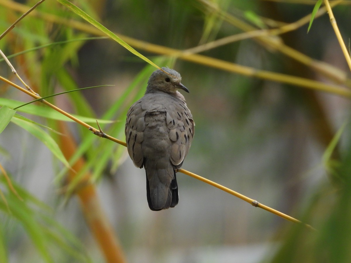 Ecuadorian Ground Dove - ML547787901