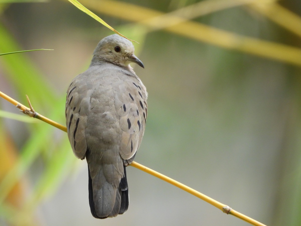 Ecuadorian Ground Dove - ML547787911