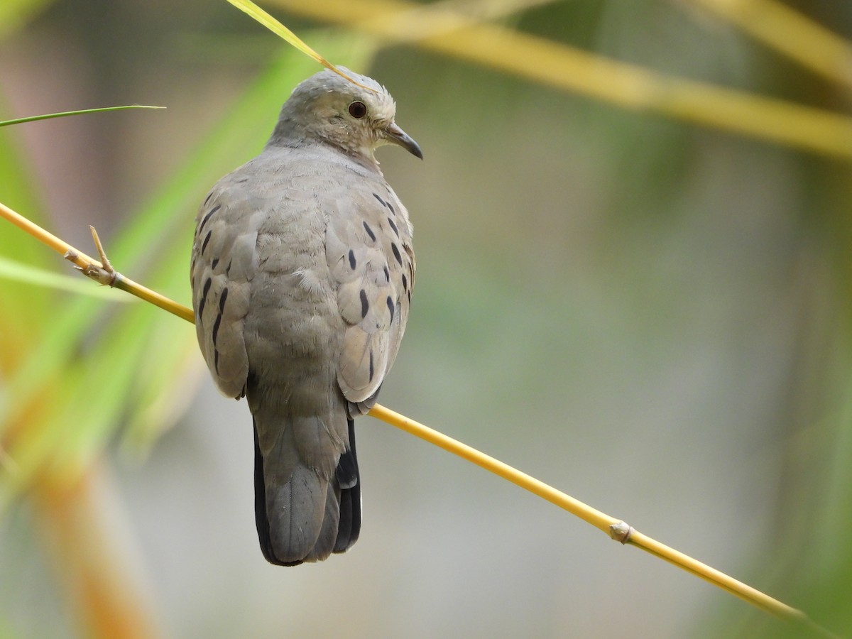 Ecuadorian Ground Dove - ML547787921