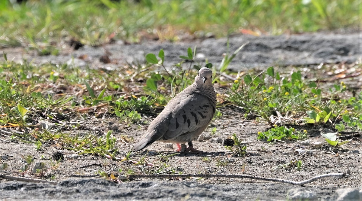 Common Ground Dove - ML547788481