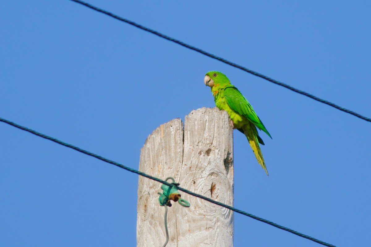 Pacific Parakeet - Sky Kardell