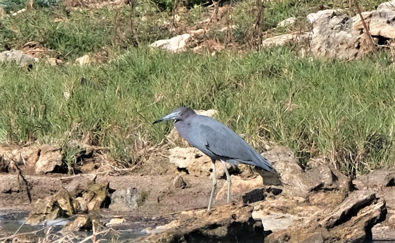 Little Blue Heron - ML547790691