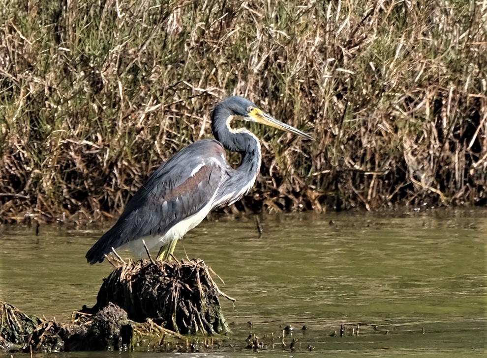 Tricolored Heron - ML547790981