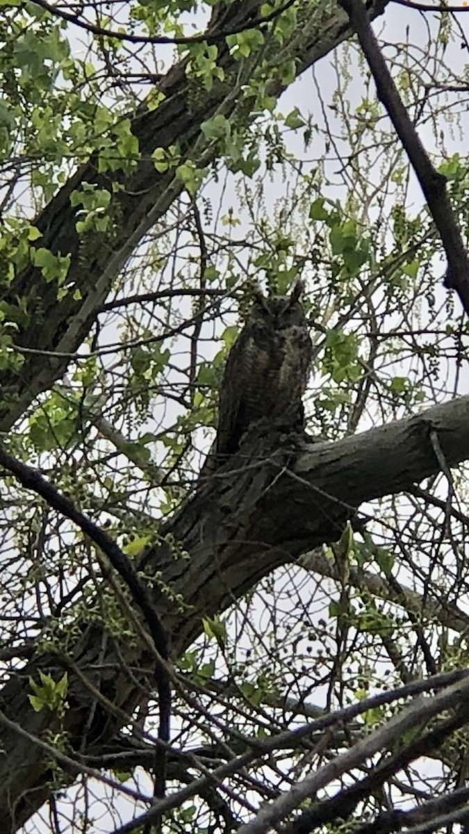 Great Horned Owl - ML547791491