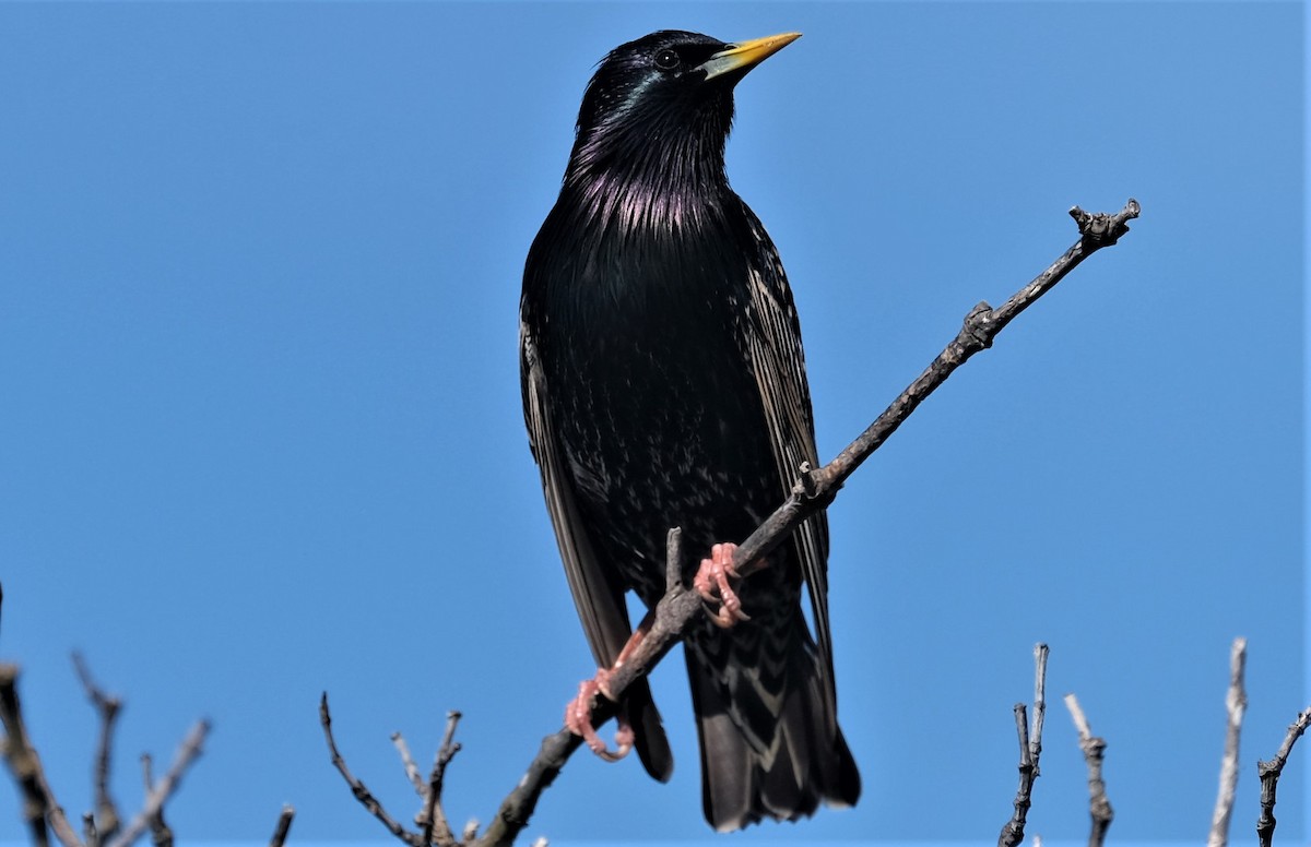 European Starling - ML547791531