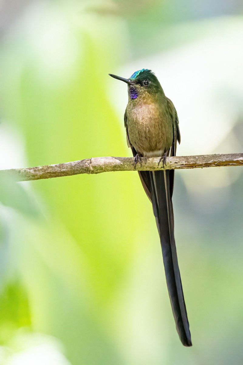 Violet-tailed Sylph - Sandy & Bob Sipe