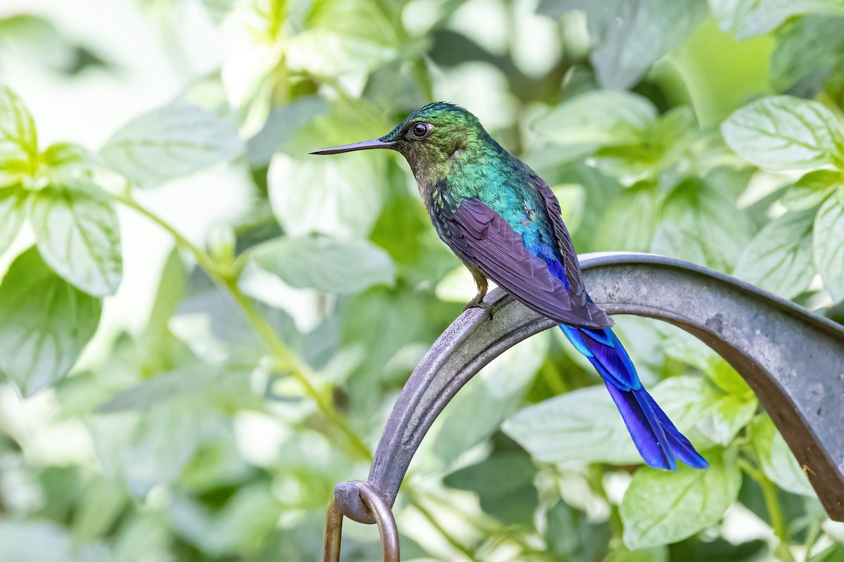 Violet-tailed Sylph - Sandy & Bob Sipe