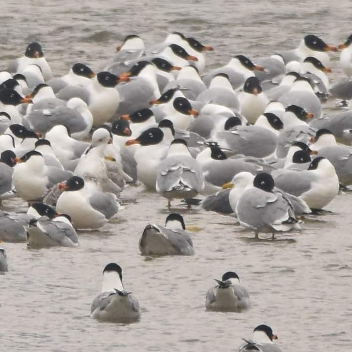 Lesser Black-backed Gull (Steppe) - ML547794111