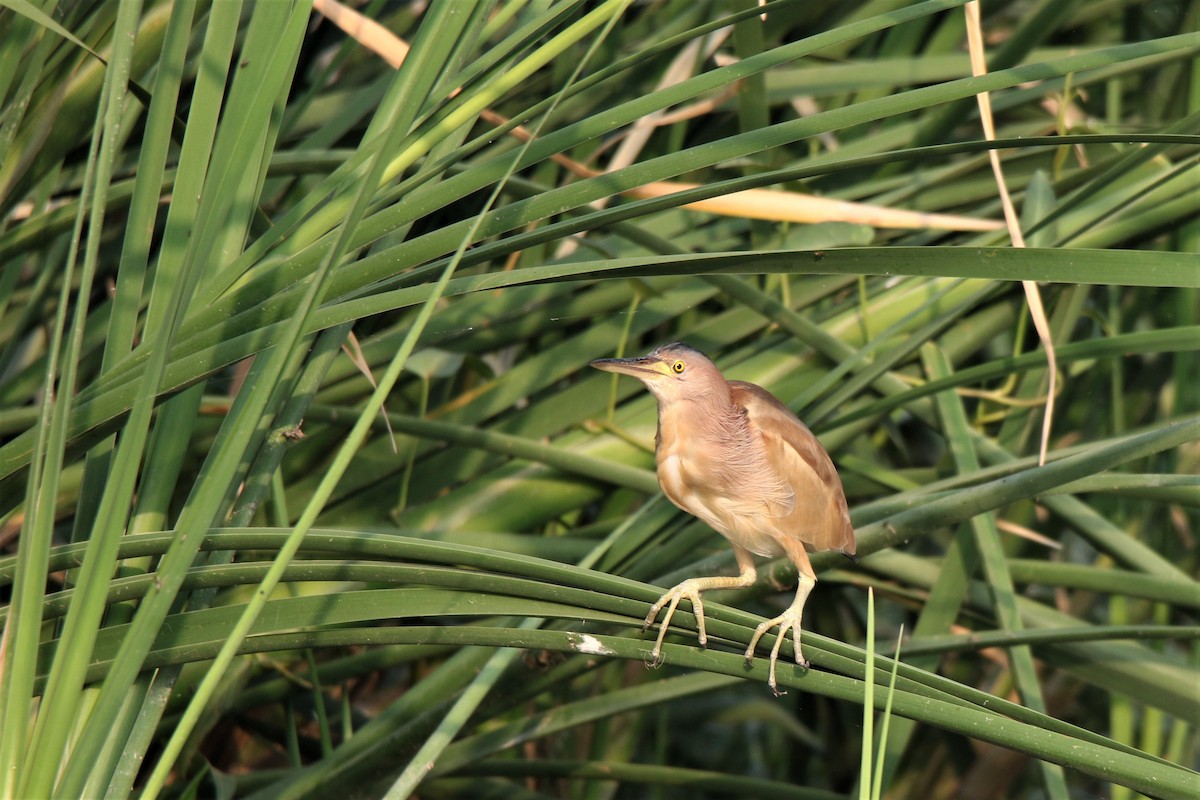 Yellow Bittern - Prabhanjan Behera